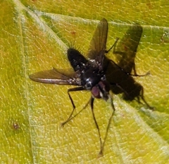 Phania funesta