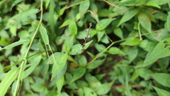 Persicaria posumbu