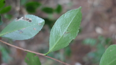 Theaceae