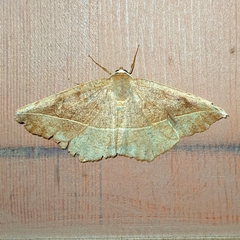 Eutrapela clemataria