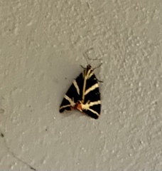 Euplagia quadripunctaria