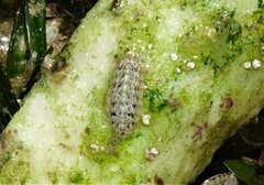 Ischnochiton yerburyi