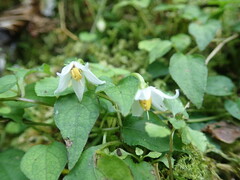 Lycianthes lysimachioides