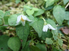 Lycianthes lysimachioides