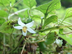 Lycianthes lysimachioides