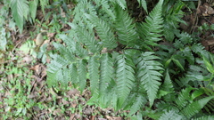 Diplazium dilatatum