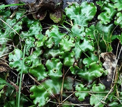 Marchantia