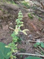 Salvia glutinosa
