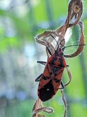 Spilostethus pandurus