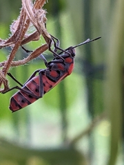 Spilostethus pandurus