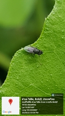 Milichiidae