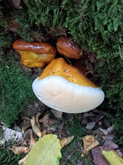 Ganoderma resinaceum