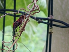 Spilostethus pandurus