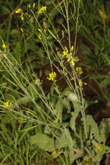 Brassica rapa