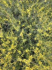 Acacia colletioides