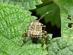 Halyomorpha halys