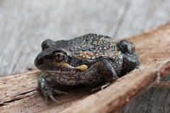 Limnodynastes dumerilii dumerilii