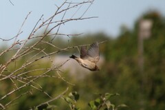 Carpodacus erythrinus