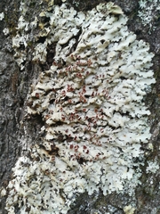 Ricasolia amplissima