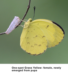 Eurema ormistoni