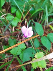 Cyclamen hederifolium