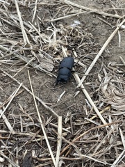 Dorcus parallelipipedus