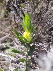 Xiphotheca lanceolata