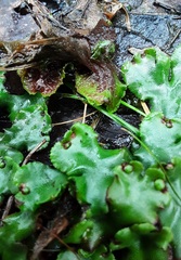 Marchantia