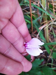 Cyclamen hederifolium