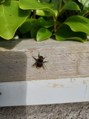 Bombus pratorum