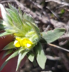 Xiphotheca lanceolata