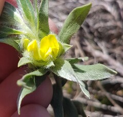 Xiphotheca lanceolata