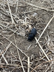 Dorcus parallelipipedus