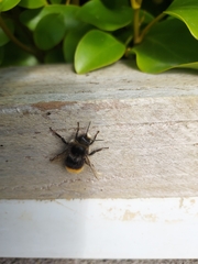 Bombus pratorum