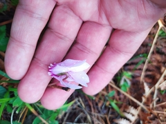 Cyclamen hederifolium