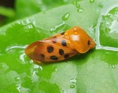 Cosmoscarta septempunctata