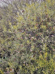 Acacia colletioides