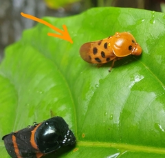 Cosmoscarta septempunctata