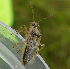 Brachycarenus tigrinus