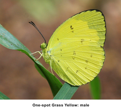 Eurema ormistoni