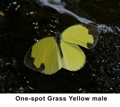 Eurema ormistoni