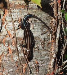 Plestiodon