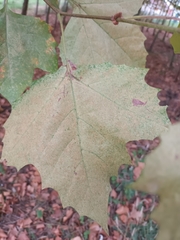 Platanus