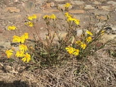 Osteospermum muricatum