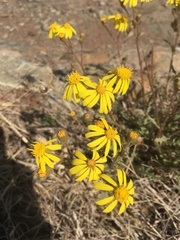 Osteospermum muricatum