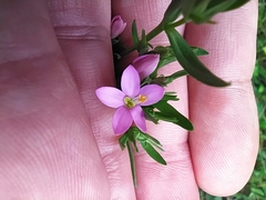Centaurium pulchellum