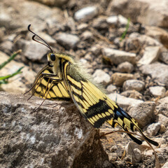 Papilio machaon