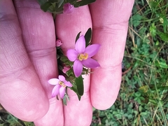 Centaurium pulchellum
