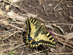 Papilio machaon