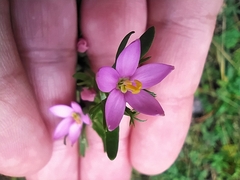 Centaurium pulchellum